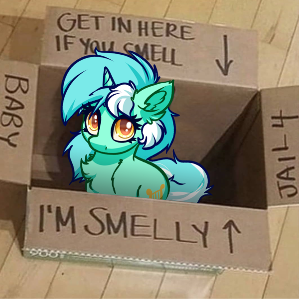 Size: 4000x4000 | Tagged: safe, artist:witchtaunter, derpibooru import, lyra heartstrings, pony, unicorn, box, chest fluff, ear fluff, image, irl, l.u.l.s., looking at you, looking up, photo, png, ponies in real life, sitting, smelly, solo
