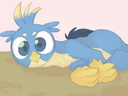 Size: 1024x768 | Tagged: safe, artist:noupu, derpibooru import, gallus, gryphon, behaving like a cat, catbird, cute, gallabetes, image, jpeg, looking at you, lying down, male, solo