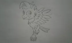 Size: 2560x1536 | Tagged: safe, artist:peternators, derpibooru import, star tracker, harpy, monster pony, original species, :p, claw, flying, freckles, image, jpeg, male, monochrome, sketch, smiling, species swap, tongue out, traditional art, wings