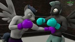 Size: 1920x1080 | Tagged: safe, artist:ray cyber tech, derpibooru import, rumble, thunderlane, anthro, pegasus, boxing, boxing gloves, boxing ring, boxing shorts, brothers, clothes, image, male, partial nudity, png, punch, siblings, sports, topless
