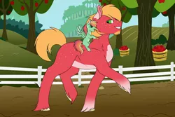 Size: 1024x683 | Tagged: safe, artist:fluffy-fillies, derpibooru import, big macintosh, oc, oc:summer harvest, earth pony, pegasus, pony, duo, facial hair, father and child, father and daughter, father's day, female, filly, goatee, image, jpeg, male, offspring, pale belly, parent:big macintosh, parent:fluttershy, parents:fluttermac, ponies riding ponies, riding, stallion