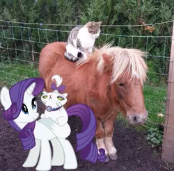 Size: 731x720 | Tagged: safe, derpibooru import, opalescence, rarity, pony, shetland pony, image, irl, irl cat, irl pony, jpeg, photo, ponies in real life, riding, riding a pony, smiling