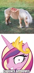 Size: 500x1060 | Tagged: safe, derpibooru import, princess cadance, horse, decadence, food, image, irl, irl horse, jpeg, meme, photo, pizza, that pony sure does love pizza, wat, wt