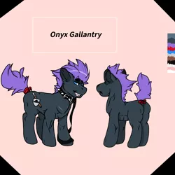 Size: 2000x2000 | Tagged: safe, artist:skullfugg, derpibooru import, oc, oc:onyx gallantry, earth pony, pony, collar, earth pony oc, feral, image, leash, png, reference sheet, simple background, solo, spiked collar