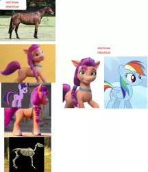 Size: 1154x1337 | Tagged: safe, derpibooru import, edit, rainbow dash, sunny starscout, twilight sparkle, earth pony, horse, pegasus, unicorn, my little pony: a new generation, bone, comparison, g5, image, information, png, side view, skeleton, standing