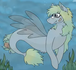 Size: 1024x953 | Tagged: safe, artist:cupidity4200, derpibooru import, oc, unofficial characters only, merpony, pegasus, pony, seapony (g4), bubble, dorsal fin, fin wings, fish tail, flowing tail, gray eyes, image, jpeg, ocean, plaster, seaponified, seaweed, smiling, solo, species swap, swimming, tail, underwater, water, wings, yellow mane