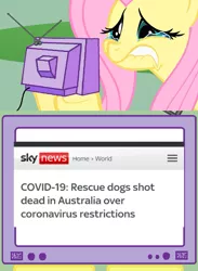 Size: 563x771 | Tagged: safe, banned from derpibooru, deleted from derpibooru, derpibooru import, fluttershy, dog, pegasus, pony, coronavirus, covid-19, crying, death, exploitable meme, female, image, jpeg, meme, obligatory pony, sad, shooting, solo, television, tv meme