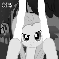 Size: 2000x2000 | Tagged: safe, artist:daringdashie, artist:grapefruit-face, derpibooru import, fluttershy, ponified, pegasus, pony, album cover, base used, black and white, fluttershy's cottage, grayscale, image, looking at you, monochrome, peter gabriel, png, ponified album cover, scratching, solo