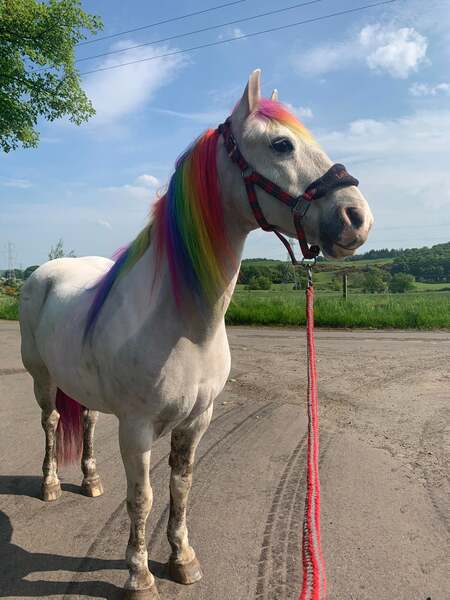 Size: 3024x4032 | Tagged: safe, artist:tinyduckdancer, derpibooru import, rainbow dash, horse, pony, image, irl, irl horse, jpeg, male, multicolored hair, photo, rainbow hair, solo, stallion