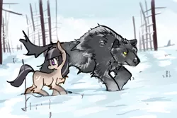 Size: 3000x2000 | Tagged: safe, artist:rirurirue, derpibooru import, oc, oc:cold shoulder, unofficial characters only, pony, taiga pony, wolf, /mlp/, chest fluff, female, fluffy, image, jpeg, looking back, mare, outdoors, snow