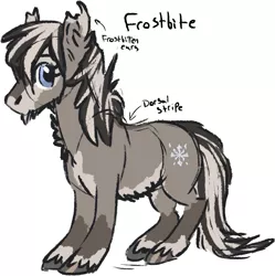 Size: 1359x1362 | Tagged: safe, artist:anonymous, ponybooru import, oc, oc:frostbite, unofficial characters only, pony, taiga pony, /mlp/, blaze (coat marking), coat markings, dorsal stripe, female, fluffy, frostbitten, image, looking at you, mare, pale belly, png, reference sheet, simple background, socks (coat marking), unshorn fetlocks, white background