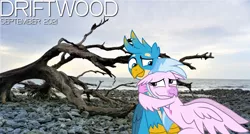 Size: 2064x1105 | Tagged: safe, anonymous artist, artist:ejlightning007arts, derpibooru import, gallus, silverstream, 2021, autumn, beach, cloud, driftwood, duet, female, friendship, gallstream, hug, image, looking at each other, lyrics in the description, male, ocean, png, rock, september, shipping, smiling, song reference, straight, translated in the description, youtube link in the description