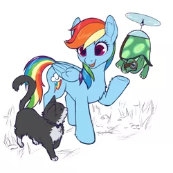 Size: 3000x3000 | Tagged: safe, artist:taytinabelle, derpibooru import, rainbow dash, tank, cat, pegasus, pony, turtle, chest fluff, ear fluff, female, goggles, happy, image, mare, png, raised hoof, simple background, smiling, tuxedo cat, underhoof, unshorn fetlocks, white background