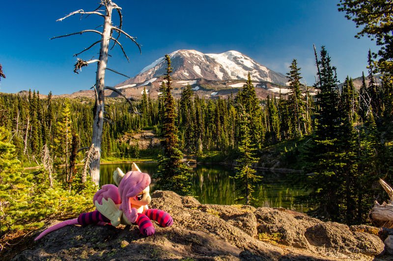 Size: 2048x1365 | Tagged: safe, artist:fluttershyhiker, artist:natureshy, derpibooru import, fluttershy, bat pony, pony, bat ponified, clothes, flutterbat, forest, image, irl, jpeg, mountain, photo, plushie, race swap, scenery, socks, solo, striped socks, tree