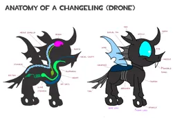 Size: 3508x2552 | Tagged: safe, artist:dragonboi471, derpibooru import, changeling, anatomy, anatomy chart, caption, chart, image, image macro, png, solo, text