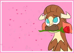 Size: 3500x2500 | Tagged: safe, alternate version, artist:jsacos, derpibooru import, cow, them's fightin' herds, blushing, community related, female, flower, flower in mouth, horns, image, madison (tfh), mouth hold, png, rose, rose in mouth, solo, textless, valentine's day card