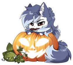 Size: 1500x1337 | Tagged: safe, alternate version, artist:arctic-fox, derpibooru import, part of a set, oc, unofficial characters only, earth pony, pony, alternate character, commission, image, mouth hold, png, pumpkin, solo, ych result