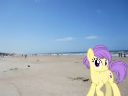 Size: 2048x1536 | Tagged: safe, artist:cheezedoodle96, artist:jaredking779, derpibooru import, edit, berry sweet, earth pony, pony, background pony, beach, daytona beach, female, florida, friendship student, image, irl, jpeg, looking at you, mare, photo, ponies in real life, sand, smiling, solo