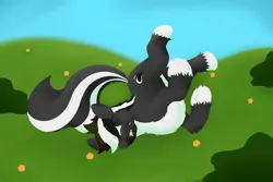 Size: 4050x2700 | Tagged: safe, artist:axiscloud, derpibooru import, oc, oc:zenawa skunkpony, unofficial characters only, hybrid, pony, skunk, skunk pony, eating, flower, grass, grass field, happy, hay, high res, horses doing horse things, image, lying down, male, on back, outdoors, paws, png, raised tail, relaxed, relaxed face, rolling, smiling, solo, solo male, stallion, straw in mouth, sun, tail, upside down