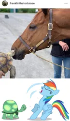 Size: 857x1481 | Tagged: safe, artist:sersys, derpibooru import, rainbow dash, tank, horse, human, pegasus, pony, tortoise, female, gross, image, irl, irl horse, irl human, jpeg, mare, nose hair, ouch, pain, photo