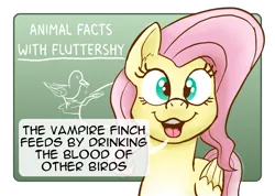 Size: 2499x1776 | Tagged: safe, artist:doodledonutart, derpibooru import, fluttershy, bird, pegasus, pony, chalkboard, exploitable meme, female, image, looking at you, mare, meme, nature is so fascinating, open mouth, png, solo, speech bubble, vampire finch