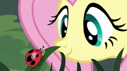 Size: 1280x720 | Tagged: safe, derpibooru import, screencap, fluttershy, insect, ladybug, pegasus, pony, it ain't easy being breezies, season 4, cute, female, grass, image, looking at each other, looking at someone, mane, mare, png, shyabetes