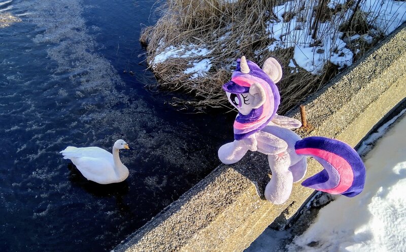 Size: 2048x1270 | Tagged: safe, derpibooru import, photographer:pakapaka1993, twilight sparkle, twilight sparkle (alicorn), alicorn, bird, pony, swan, animal, image, irl, irl photo, japan, jpeg, photo, plushie, river, snow, solo, water