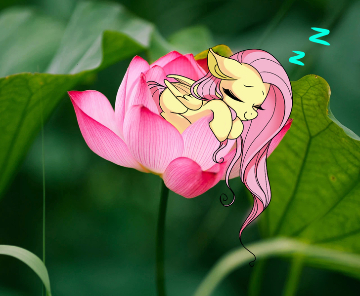 Size: 1170x964 | Tagged: safe, derpibooru import, fluttershy, pony, cute, image, jpeg, sleeping, tiny, tiny ponies, water lily