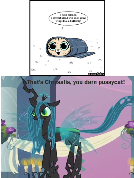 Size: 1360x1800 | Tagged: safe, artist:pet_foolery, derpibooru import, edit, edited screencap, screencap, queen chrysalis, cat, changeling, changeling queen, a canterlot wedding, spoiler:comic, caption, cocoon, comic, cute, female, image, image macro, instagram, instagram logo, kitten, pixie & brutus, pixie (pixie & brutus), png, solo, speech bubble, spoilers for another series, text, vulgar, youtube, youtube link