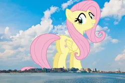 Size: 1920x1275 | Tagged: safe, artist:cloudyglow, artist:thegiantponyfan, derpibooru import, fluttershy, pegasus, pony, female, folded wings, giant pegasus, giant pony, giantess, giantshy, grin, highrise ponies, image, irl, looking at you, macro, madison, mare, mega giant, milwaukee, photo, png, ponies in real life, smiling, wings
