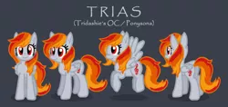 Size: 2750x1300 | Tagged: safe, artist:tridashie, derpibooru import, oc, oc:tridashie, unofficial characters only, pegasus, pony, closed mouth, female oc, flying, gray background, image, multiple variants, pegasus oc, png, reference sheet, simple background, smiling, solo, standing, wings