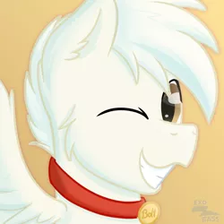 Size: 1000x1000 | Tagged: safe, artist:exobass, derpibooru import, oc, oc:bolt the super pony, pegasus, collar, icon, image, one eye closed, pegasus oc, png, wings, wink