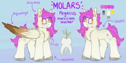 Size: 1600x800 | Tagged: safe, artist:molars, derpibooru import, oc, oc:molars, pegasus, pony, chest fluff, doodle, female, image, large wings, pink, png, ponysona, reference sheet, solo, wings