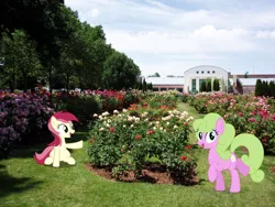 Size: 2560x1920 | Tagged: safe, artist:bluemeganium, artist:dashiesparkle, artist:mlplover94, derpibooru import, daisy, flower wishes, roseluck, earth pony, pony, boise, duo, female, flower, garden, high res, idaho, image, irl, jpeg, looking at you, mare, museum, open mouth, photo, ponies in real life, smiling