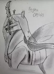 Size: 683x937 | Tagged: semi-grimdark, artist:alostcarolean, derpibooru import, queen chrysalis, changeling, blood, fangs, grin, image, injured, jpeg, latin, monochrome, smiling, solo, traditional art