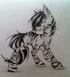 Size: 880x956 | Tagged: safe, artist:cheshchesh, oc, unofficial characters only, zebra, image, jpeg, looking back, quadrupedal, raised leg, simple background, solo, traditional art, white background