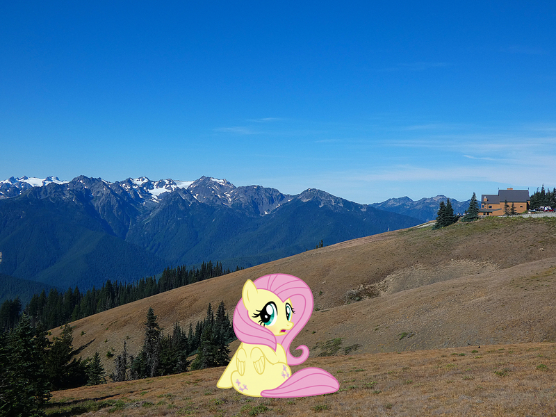 Size: 4896x3672 | Tagged: safe, artist:mlplover94, artist:slb94, derpibooru import, fluttershy, pegasus, pony, absurd resolution, blushing, butt, cute, female, flutterbutt, image, irl, jpeg, looking at you, mare, mountain, open mouth, photo, ponies in real life, seattle, shyabetes, solo, washington