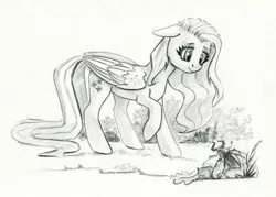 Size: 1200x858 | Tagged: safe, artist:maytee, derpibooru import, fluttershy, beetle, insect, pegasus, pony, grayscale, image, jpeg, monochrome, pencil drawing, solo, traditional art