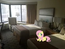 Size: 1600x1200 | Tagged: safe, artist:birthofthepheonix, artist:jaredking779, derpibooru import, fluttershy, pegasus, pony, bed, chair, cute, female, hotel room, image, irl, jpeg, lamp, looking at you, mare, pennsylvania, philadelphia, photo, pillow, ponies in real life, shyabetes, smiling, solo