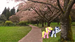 Size: 1800x1012 | Tagged: safe, artist:aethon056, artist:cloudyglow, derpibooru import, moonlight raven, sunshine smiles, pony, unicorn, canada, female, image, irl, jpeg, mare, photo, ponies in real life, siblings, sisters, spring, tree, vancouver
