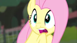 Size: 1366x768 | Tagged: safe, derpibooru import, screencap, fluttershy, pegasus, pony, filli vanilli, season 4, blurry background, cute, image, open mouth, png, reaction image, scared, shyabetes, solo