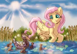 Size: 3508x2480 | Tagged: safe, artist:kotya, derpibooru import, fluttershy, bird, duck, pegasus, pony, cute, image, png, solo, sun, water, wings