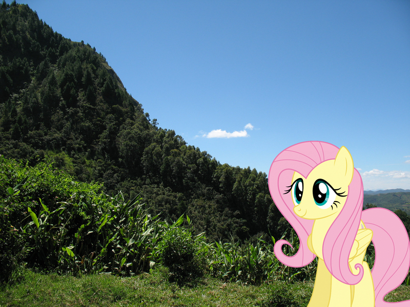 Size: 2048x1536 | Tagged: safe, artist:dashiesparkle, artist:jaredking779, derpibooru import, fluttershy, pegasus, pony, female, folded wings, image, irl, jpeg, madagascar, mare, nature, photo, ponies in real life, smiling, solo, wings