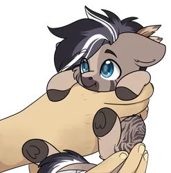 Size: 2197x2223 | Tagged: safe, artist:rokosmith26, derpibooru import, oc, oc:silverhoof, unofficial characters only, earth pony, pony, zebra, feather, feather in hair, hand, holding a pony, image, looking up, micro, png, simple background, size difference, small pony, smiling, solo, transparent background, zebra oc