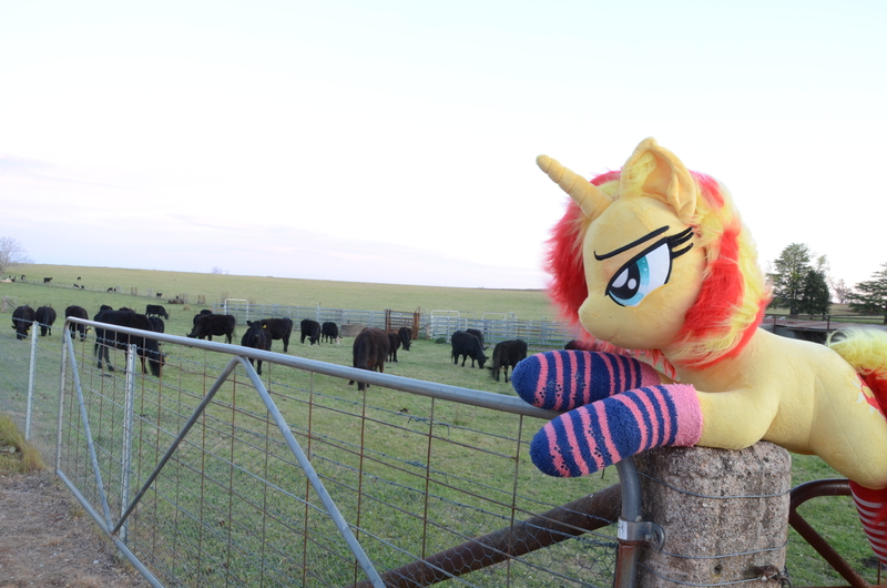 Size: 4928x3264 | Tagged: safe, artist:ponimalion, derpibooru import, photographer:misterdogg, sunset shimmer, cow, pony, unicorn, australia, clothes, ear fluff, farm, fence, image, irl, irl cow, irl farm, jpeg, photo, plushie, socks, striped socks, tail, tail fluff