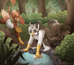 Size: 3507x3081 | Tagged: safe, artist:kikirdcz, derpibooru import, oc, oc:pavlos, unofficial characters only, fish, gryphon, bandage, forest, image, male, nature, png, tree, water