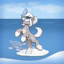 Size: 2000x2000 | Tagged: safe, artist:confetticakez, ponerpics import, oc, oc:snow shoes, unofficial characters only, fish, pony, taiga pony, /mlp/, 4chan, balancing on nose, bipedal, chest fluff, coat markings, cute, female, fluffy, ice, image, looking at something, mare, ocean, open mouth, pale belly, png, smiling, snow, socks (coat marking), solo, unshorn fetlocks, water