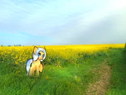 Size: 3000x2250 | Tagged: safe, artist:miwq, derpibooru import, oc, oc:aurore soleilevant, pony, unicorn, image, irl, looking at you, orange coat, photo, png, ponies in real life, rapeseed, solo