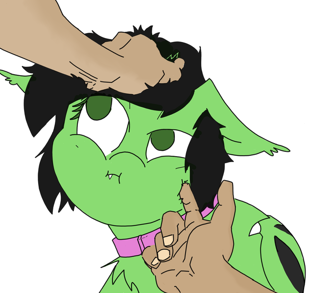 Size: 2480x2360 | Tagged: safe, derpibooru import, oc, oc:bats, unofficial characters only, bat pony, human, pony, collar, female, hand, head pat, human on pony petting, image, male, offscreen character, offscreen male, pat, petting, photo, png, pouting, scrunchy face, simple background, solo, stroking, white background