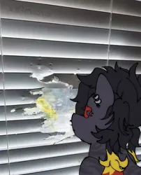 Size: 620x767 | Tagged: oc name needed, safe, artist:circumflexs, derpibooru import, oc, ponified, unofficial characters only, earth pony, pony, black coat, blinds, image, irl, looking out the window, photo, piercing, png, ponified animal photo, window